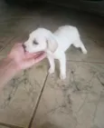 A escolha