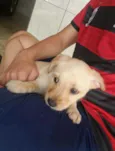 A escolha