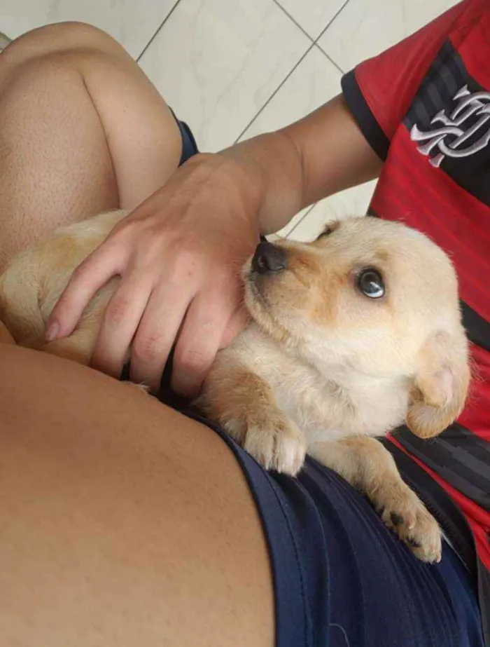 Cachorro raça SRD idade Abaixo de 2 meses nome A escolha