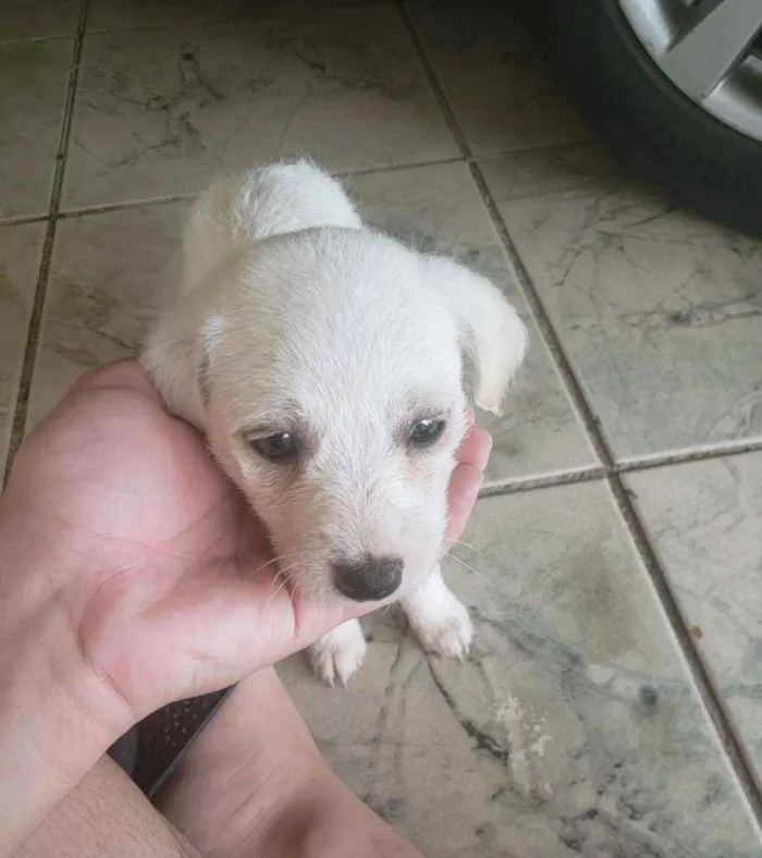Cachorro raça SRD idade Abaixo de 2 meses nome A escolha