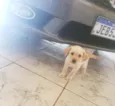 A escolha