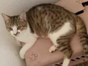 Gato raça Srd idade 2 a 6 meses nome Lion