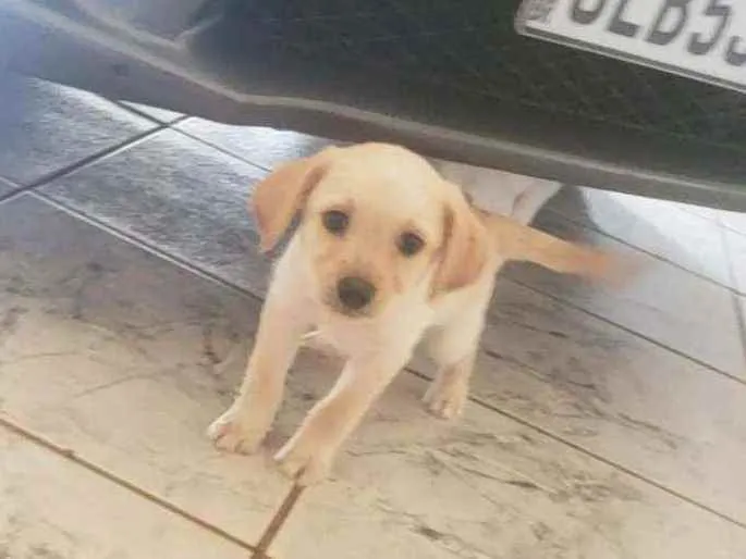 Cachorro raça SRD idade Abaixo de 2 meses nome A escolha
