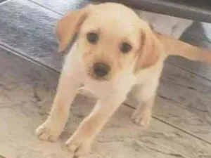 Cachorro raça SRD idade Abaixo de 2 meses nome A escolha