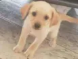 A escolha