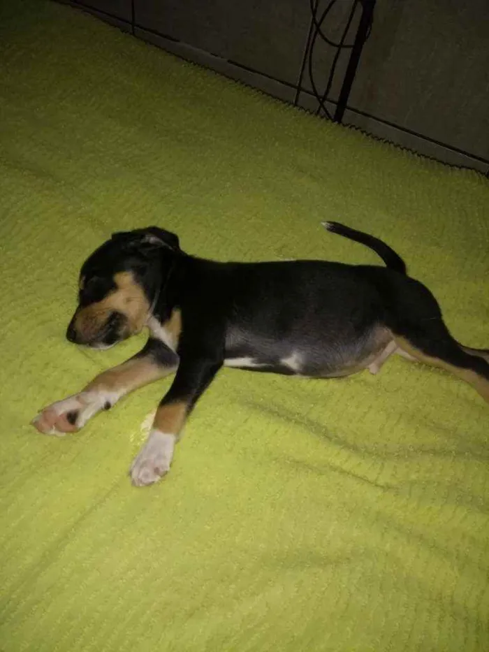 Cachorro ra a Srd idade 2 a 6 meses nome Bob