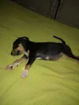 Bob
