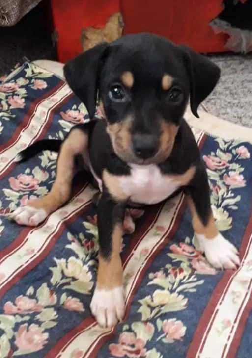 Cachorro ra a Srd idade 2 a 6 meses nome Bob