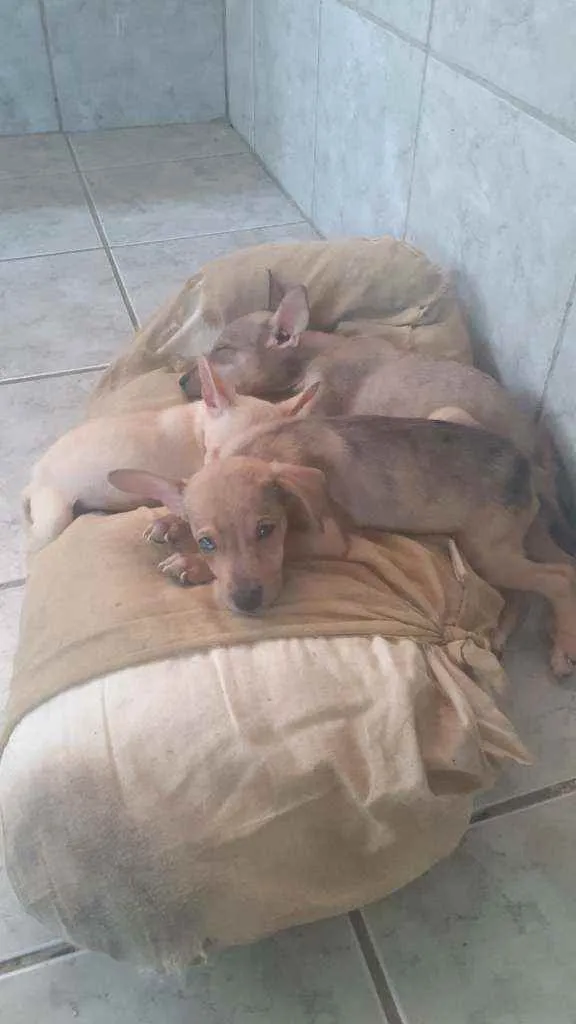 Cachorro ra a Mesclado idade 2 a 6 meses nome  duas fêmeas e um ma