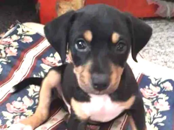 Cachorro ra a Srd idade 2 a 6 meses nome Bob