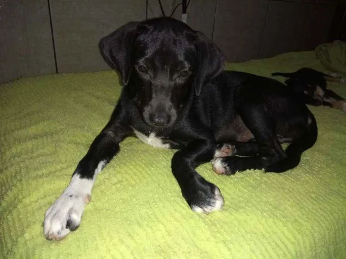 Cachorro ra a SRD idade 2 a 6 meses nome Malu 