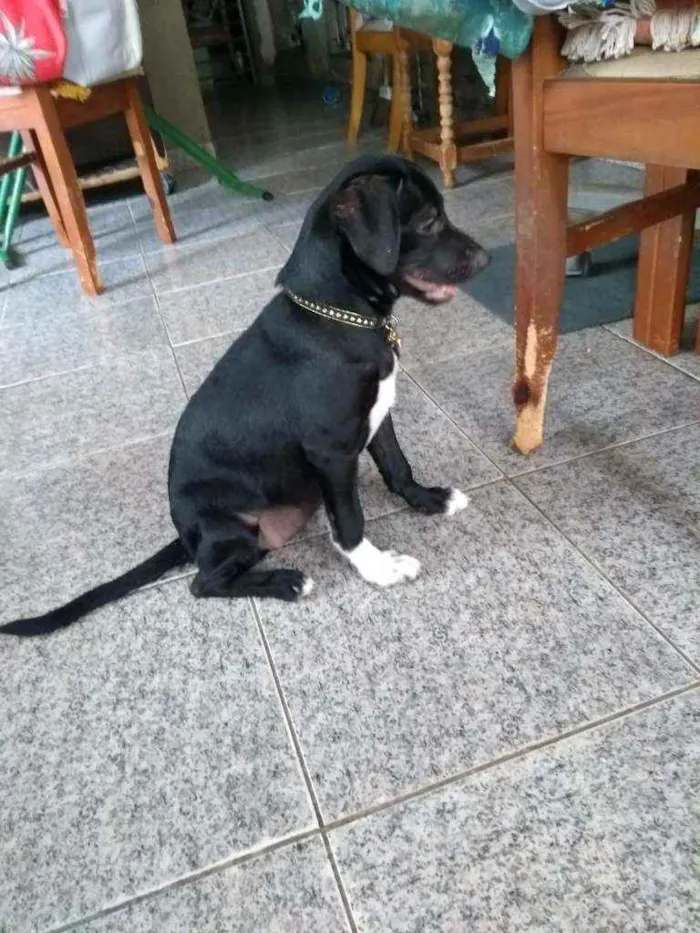 Cachorro ra a SRD idade 2 a 6 meses nome Malu 