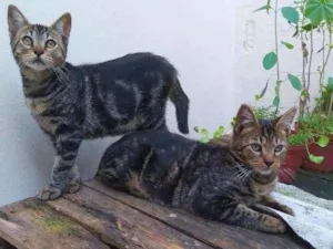 Gato raça srd idade 2 a 6 meses nome Tony