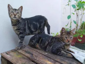 Gato raça srd idade 2 a 6 meses nome Tony