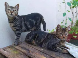 Gato raça srd idade 2 a 6 meses nome Tony