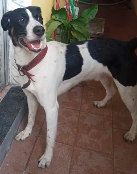 Cachorro ra a Vida lata idade 2 anos nome Lindo