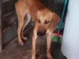 Caramelo