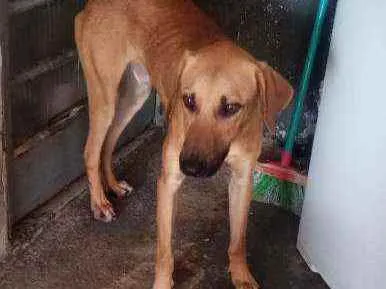 Cachorro ra a Sem raça definida idade 1 ano nome Caramelo