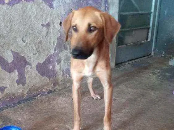 Cachorro ra a Sem raça definida idade 1 ano nome Caramelo