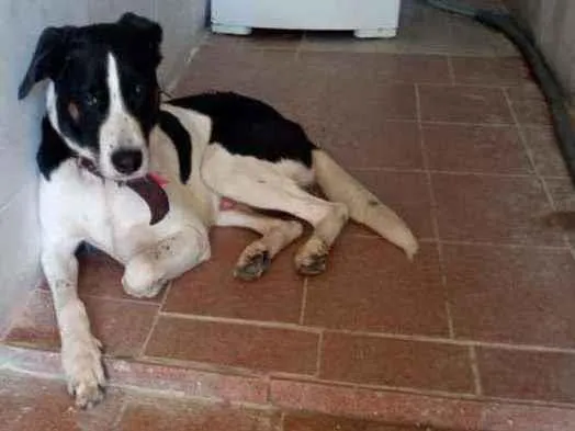 Cachorro ra a Vida lata idade 2 anos nome Lindo