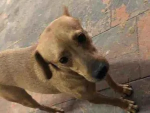 Cachorro raça SRD idade 3 anos nome INSETO