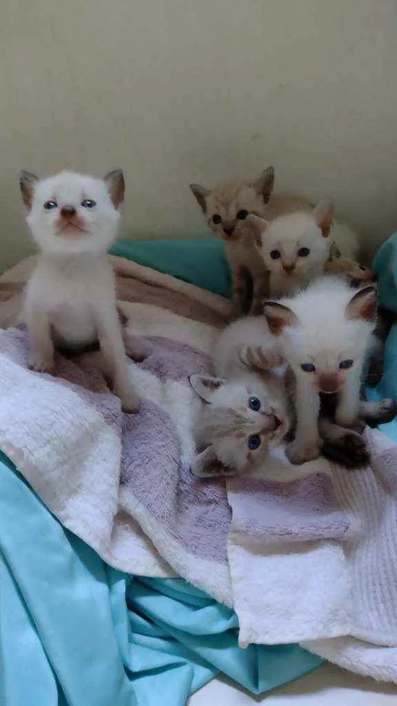 Gato ra a Siames idade Abaixo de 2 meses nome Nenens