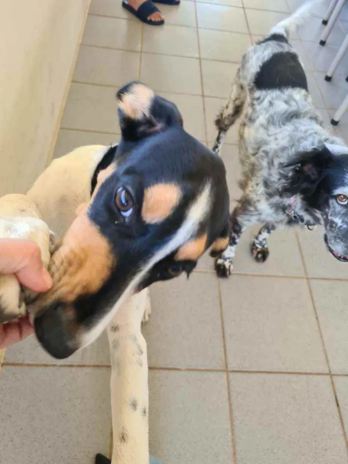 Cachorro ra a Sem raça definida idade 2 a 6 meses nome Mel
