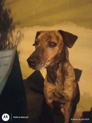 Cachorro raça Mestiça idade 6 ou mais anos nome Belinha