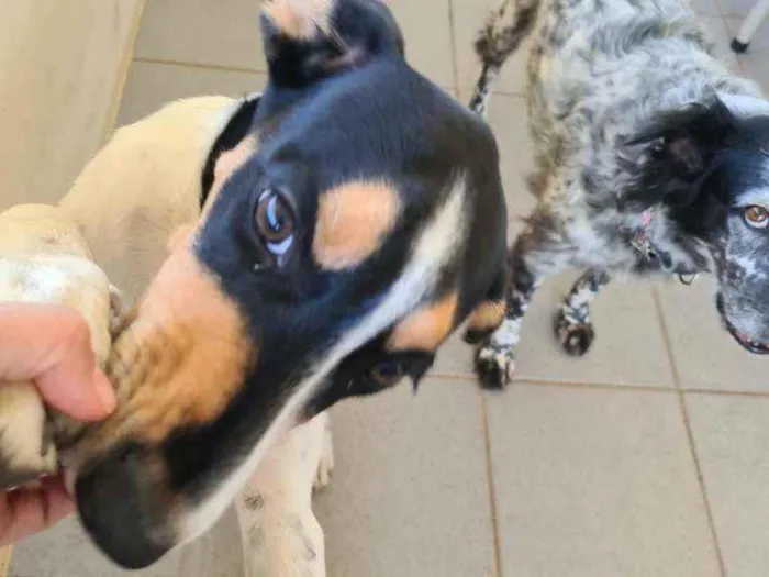 Cachorro ra a Sem raça definida idade 2 a 6 meses nome Mel