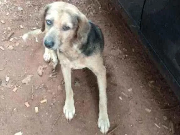 Cachorro ra a SRD idade 6 ou mais anos nome Não sei