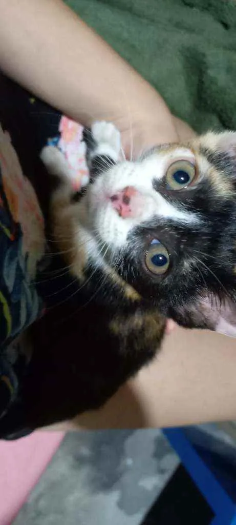 Gato ra a Vira lata idade Abaixo de 2 meses nome Não possui