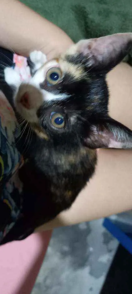 Gato ra a Vira lata idade Abaixo de 2 meses nome Não possui