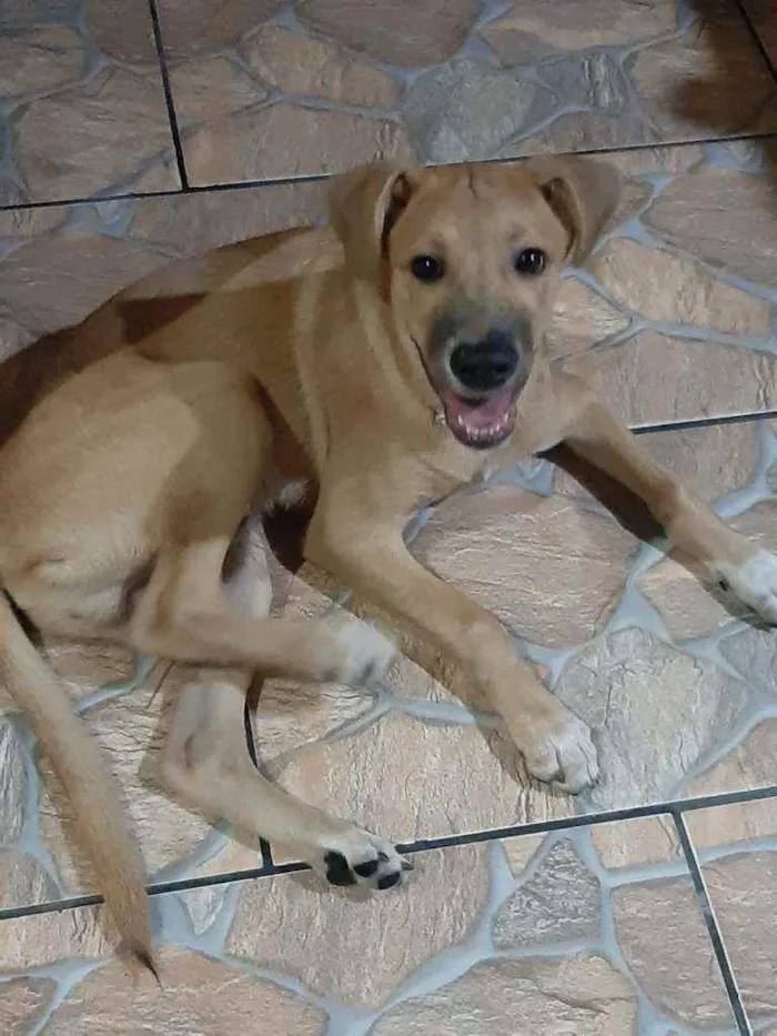 Cachorro ra a sem raça definida idade 2 a 6 meses nome JOSH