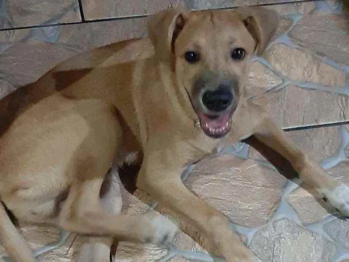 Cachorro ra a sem raça definida idade 2 a 6 meses nome JOSH