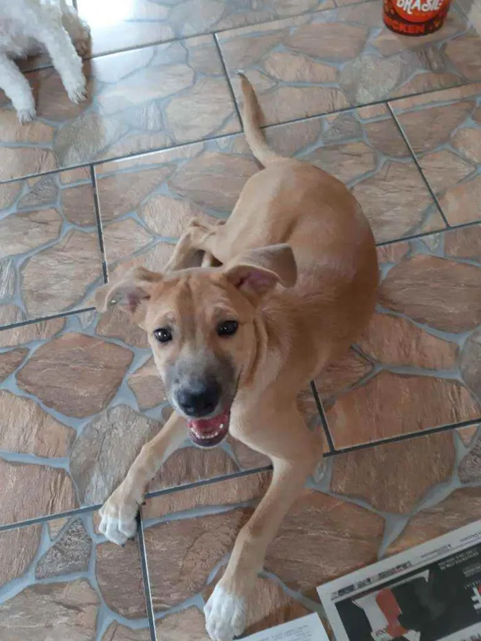 Cachorro ra a sem raça definida idade 2 a 6 meses nome JOSH