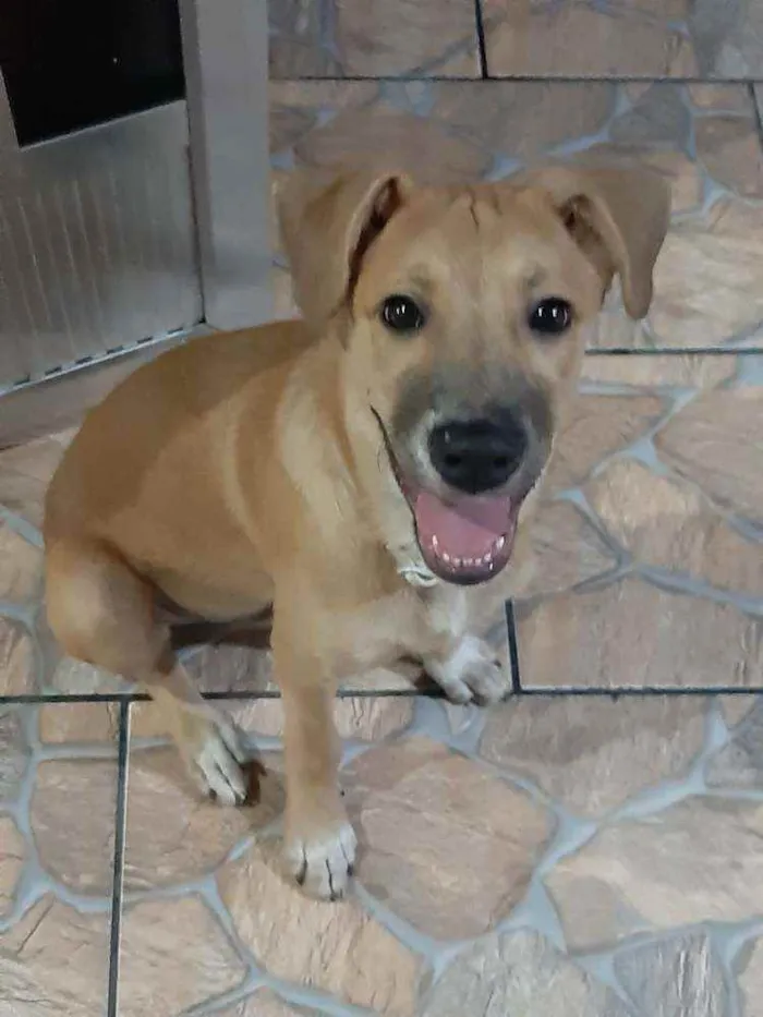 Cachorro ra a sem raça definida idade 2 a 6 meses nome JOSH