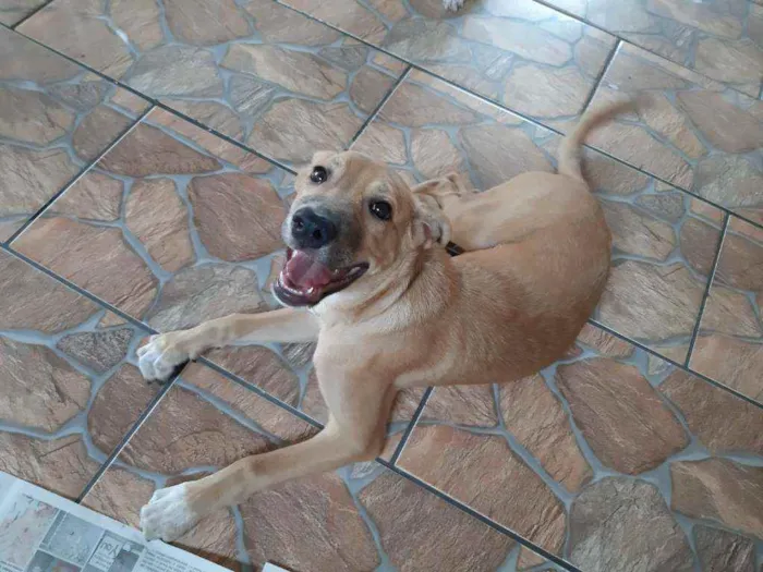 Cachorro ra a sem raça definida idade 2 a 6 meses nome JOSH