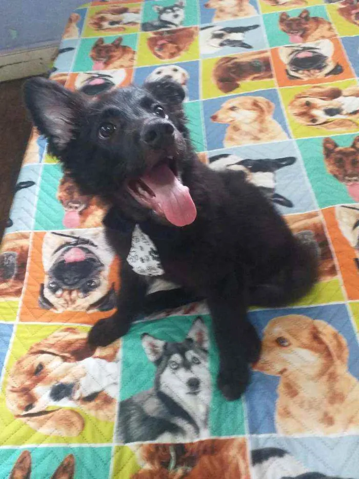 Cachorro ra a Srd idade 2 a 6 meses nome Apollo