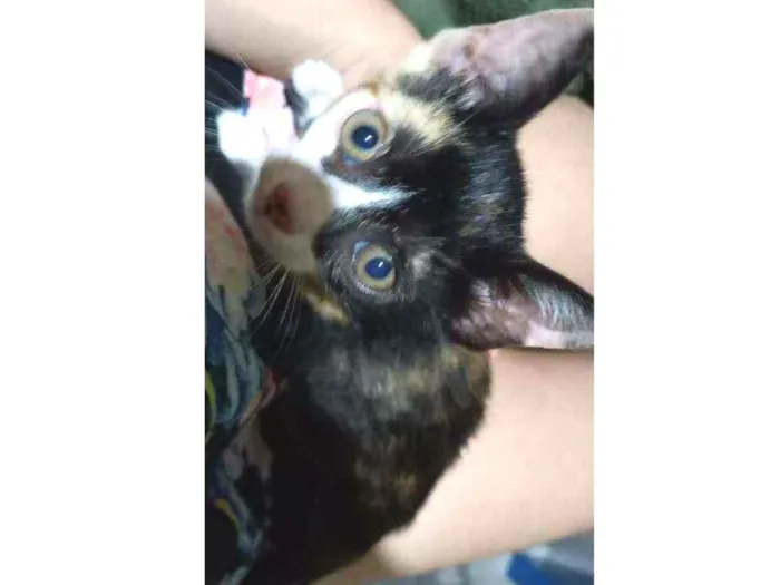 Gato ra a Vira lata idade Abaixo de 2 meses nome Não possui