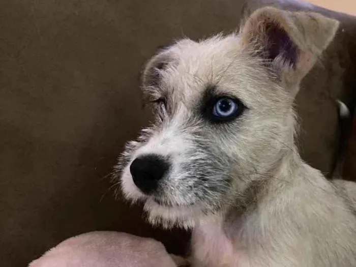 Cachorro raça SRD idade 2 a 6 meses nome Valentina 