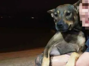 Cachorro raça Sem raça definida idade 1 ano nome Sem nome