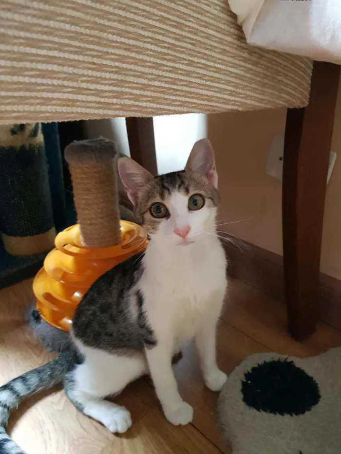 Gato raça SRD idade 2 a 6 meses nome Flora