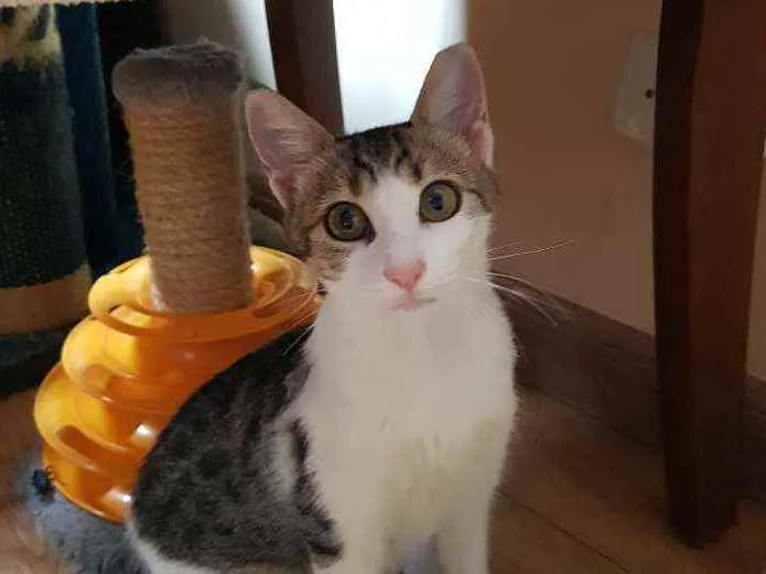 Gato raça SRD idade 2 a 6 meses nome Flora