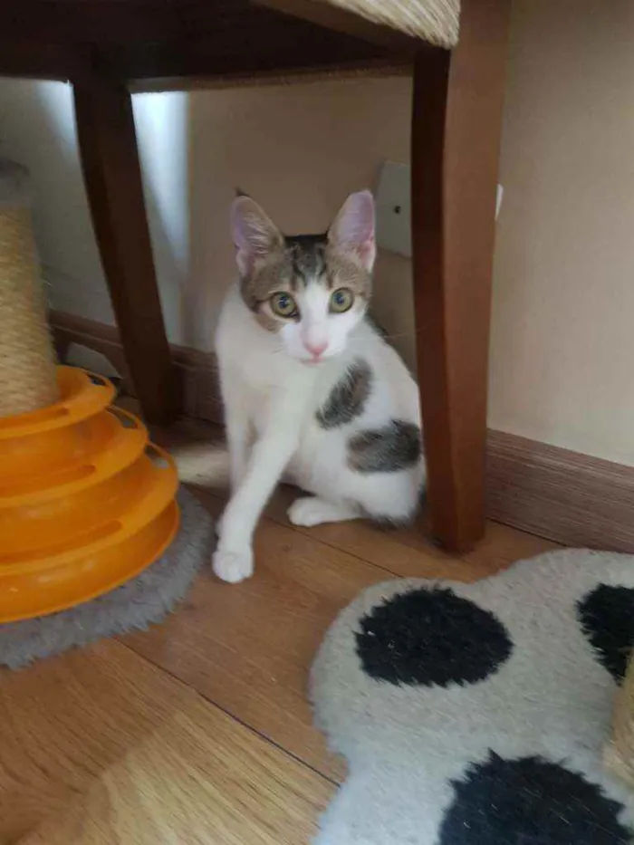 Gato raça SRD idade 2 a 6 meses nome Flora