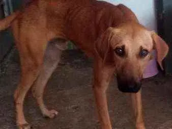 Cachorro ra a Sem raça definida idade 1 ano nome Caramelo