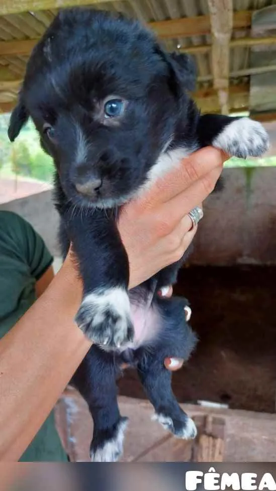 Cachorro ra a S.R.D. idade 2 a 6 meses nome Fofucha