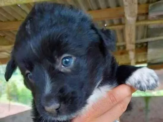 Cachorro ra a S.R.D. idade 2 a 6 meses nome Fofucha