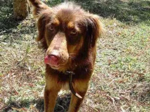 Cachorro raça Srd idade 1 ano nome Lady