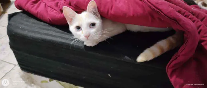 Gato ra a SRD idade 7 a 11 meses nome Ricota