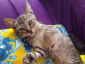 Gato raça SRD idade 2 a 6 meses nome Mariscado